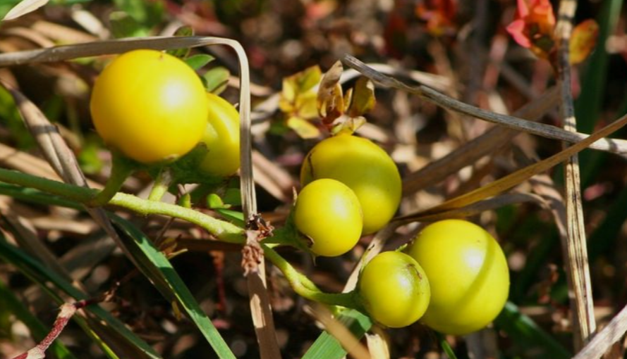 Yellow Poisonous Berries