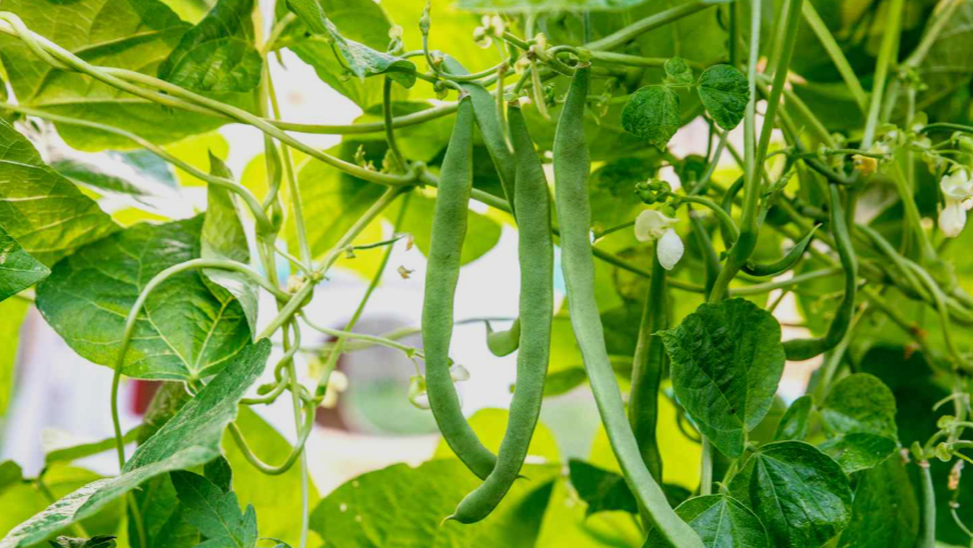 Tendercrop Green Beans