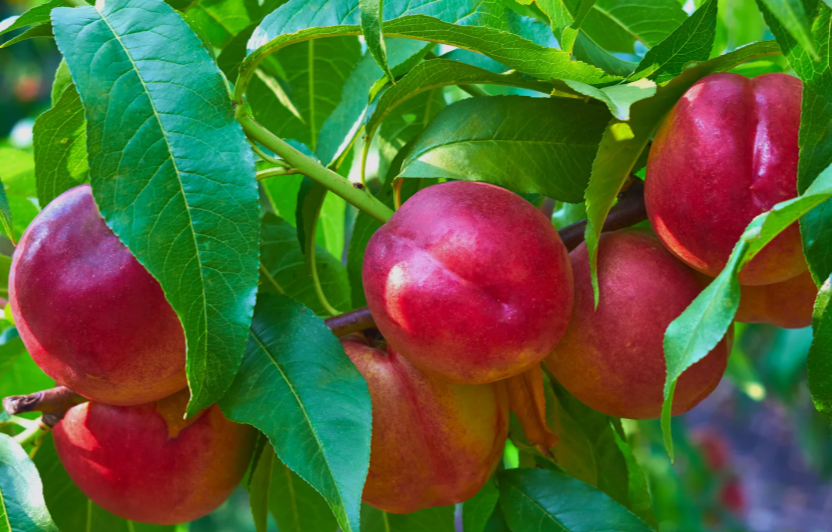 Nectarines in Florida