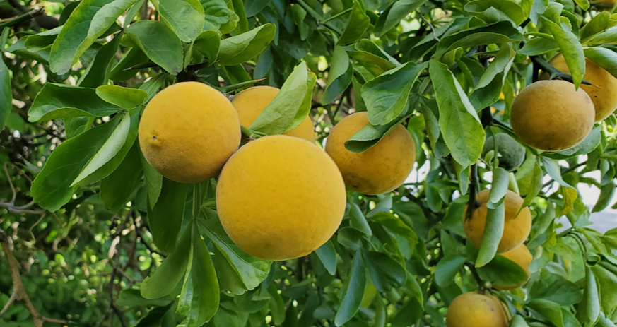 Cold hardy orange fruit trees