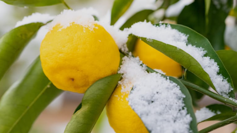 Cold Hardy Orange Fruit Trees