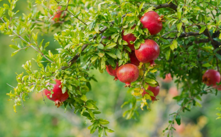 Surh-Anor Cold hardy pomegranate fruit tree