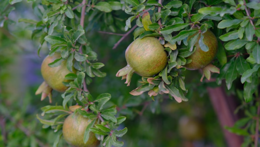 Cold hardy Sumbar Pomegranate tree