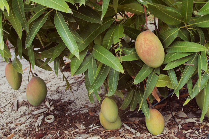 Pickering Mango Variety in Florida