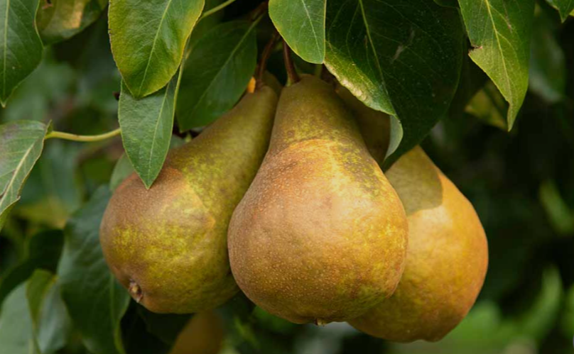 Cold-hardy pear variety