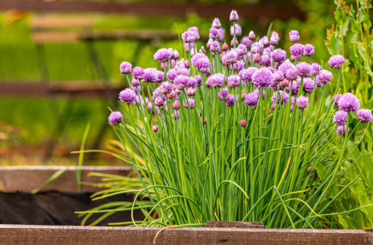 Chives Plant in florida