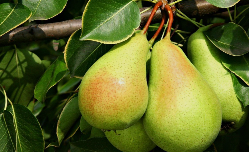 Cold-Hardy Pear Variety