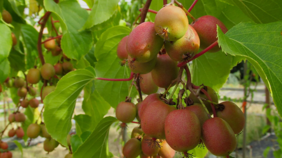 Cold-hardy Kiwi Fruit