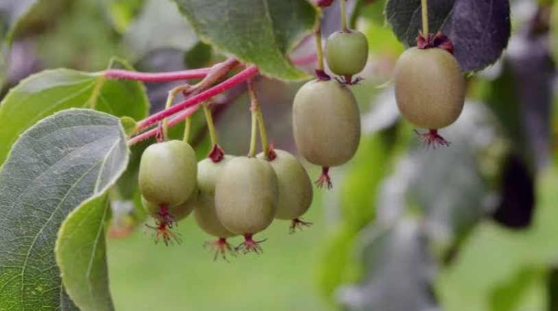 Cold Hardy Kiwi Varieties