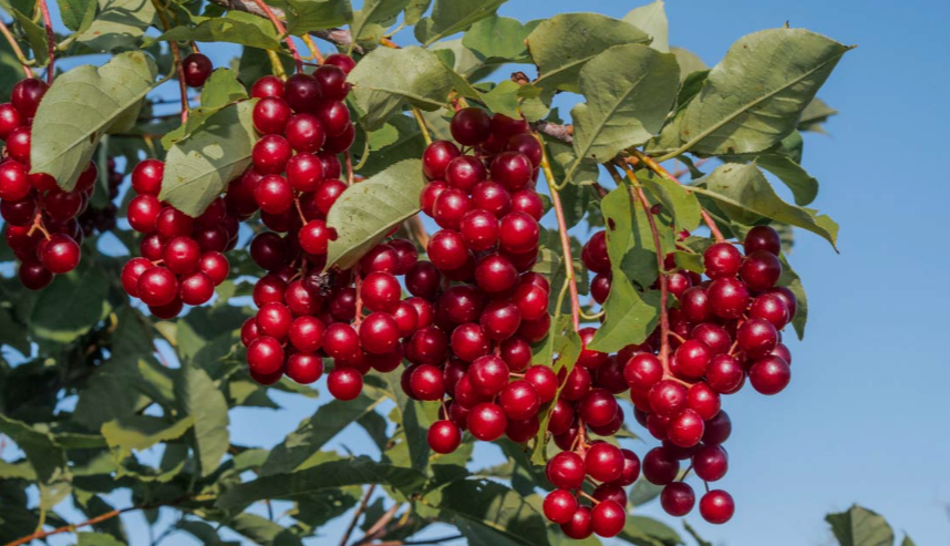 Cold-Hardy Cherry Fruit Trees