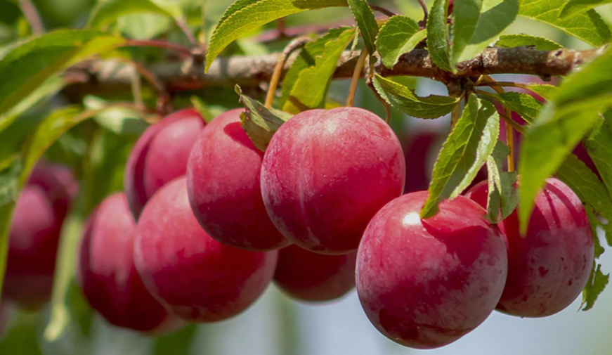 Cold-Hardy Cherry Fruit Tree