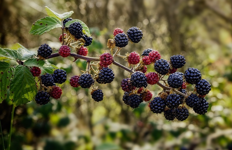 Cold-Hardy Blackberry varieties