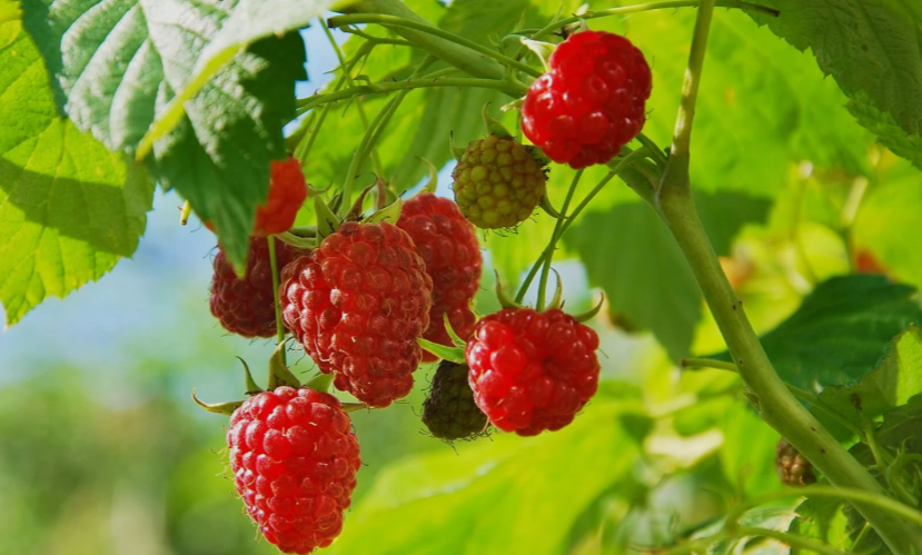 Cold Hardy Raspberry Varieties 