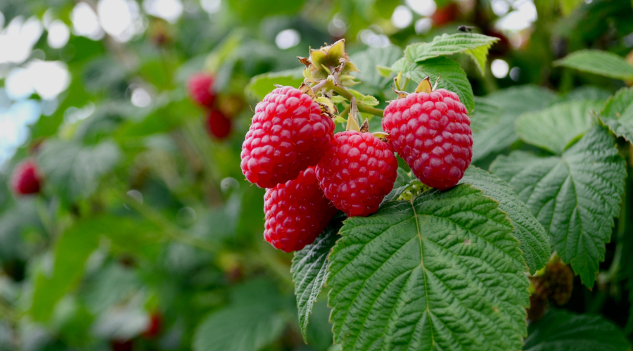 Cold Hardy Raspberry Varieties 