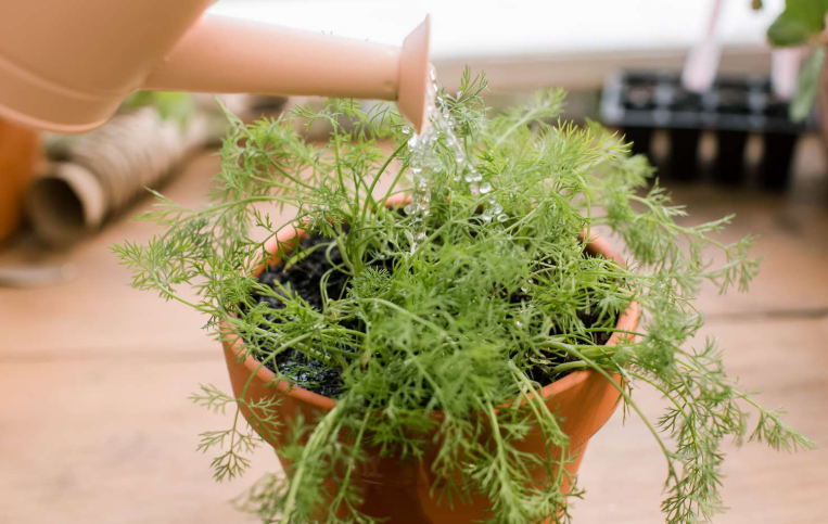 Dill Plant growing in pot