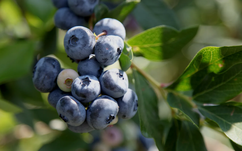 Cold Hardy Blueberry Varieties 
