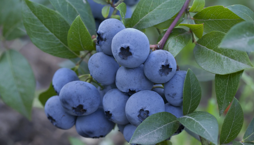 Cold Hardy Blueberry Varieties 