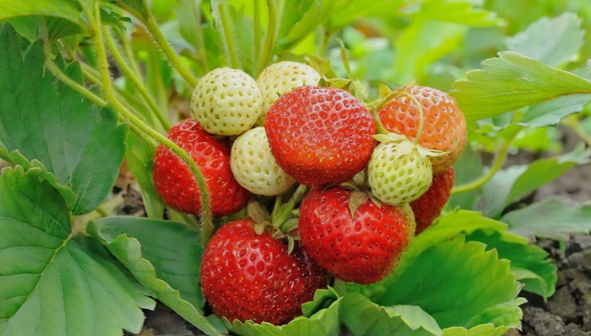 Cold Hardy Strawberries