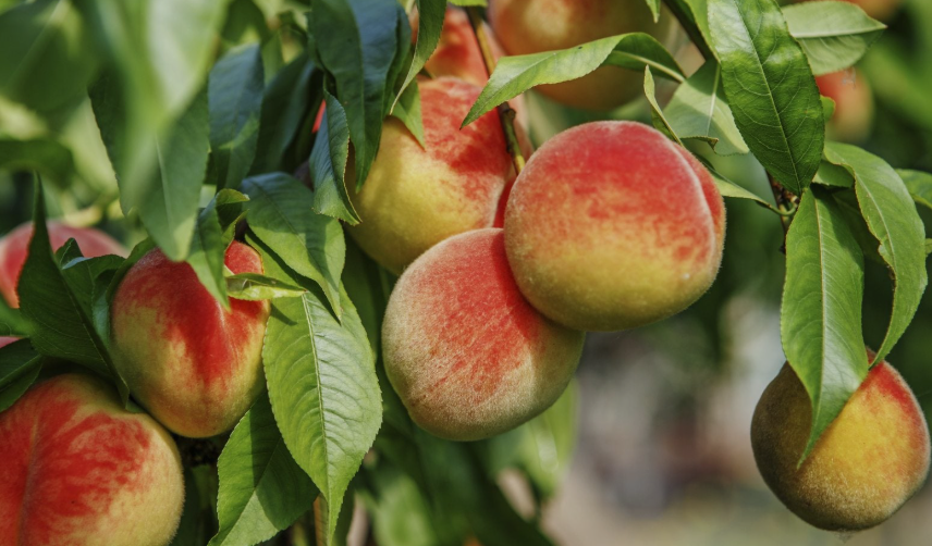 Cold Hardy Peach Trees