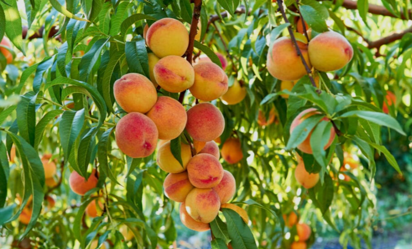 Cold Hardy Peach Trees