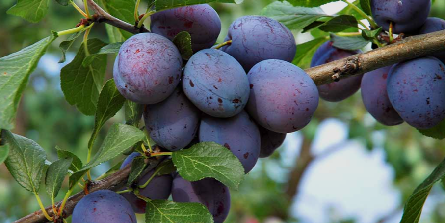 Cold Hardy Plum Fruit Trees