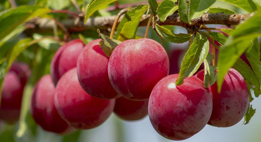 Cold Hardy Plum Fruit Trees