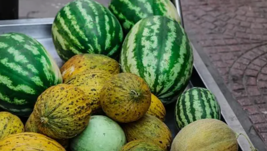 Cold-hardy melon varieties