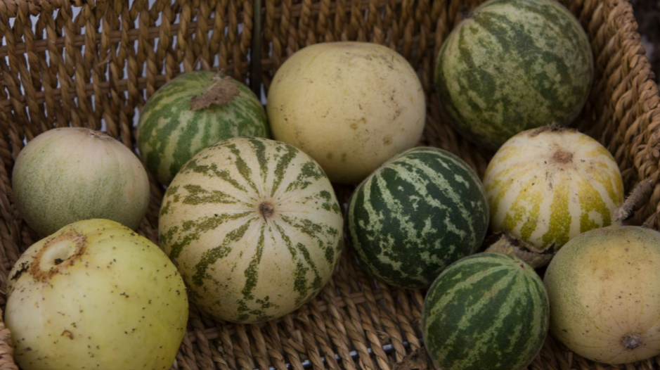 Cold-Hardy Melon Varieties