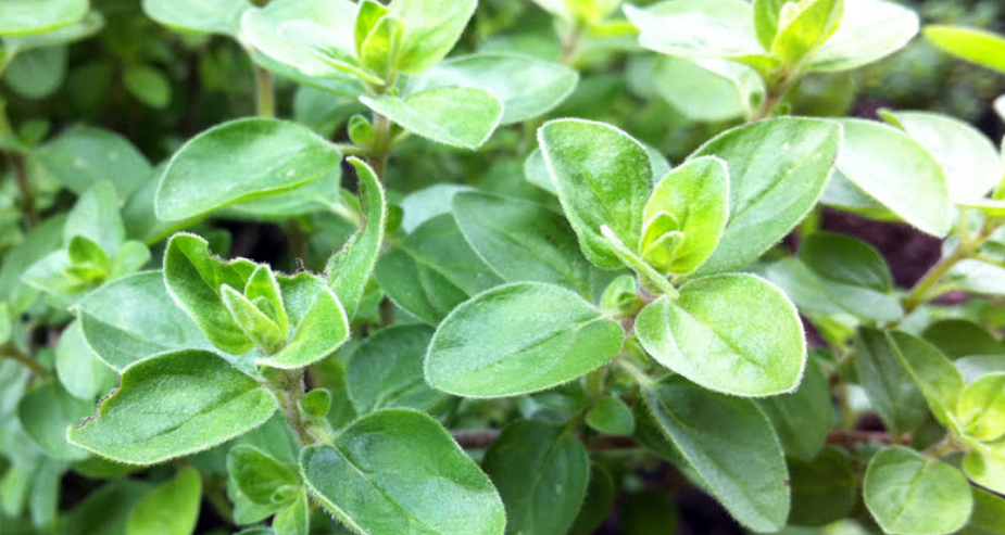 Oregano Plant in florida
