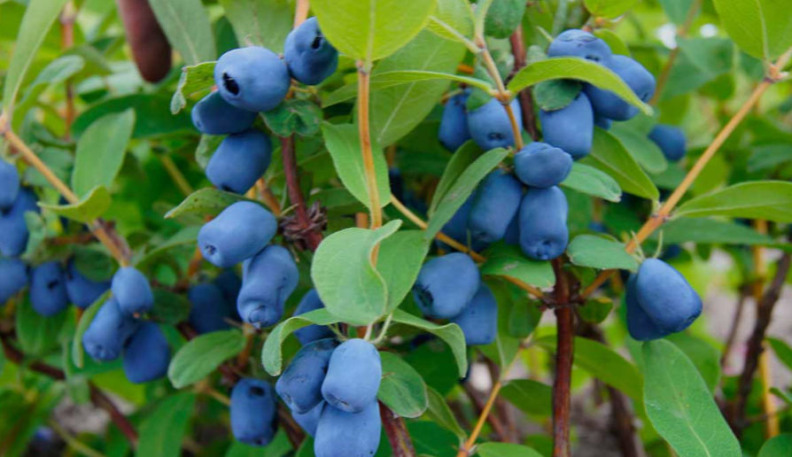 Blue Haskap Honeyberry Plant, Cold Hardy Berry Bush, Edible Fruit