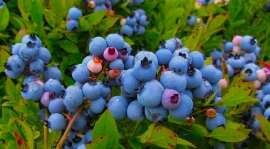 Duke Blueberry