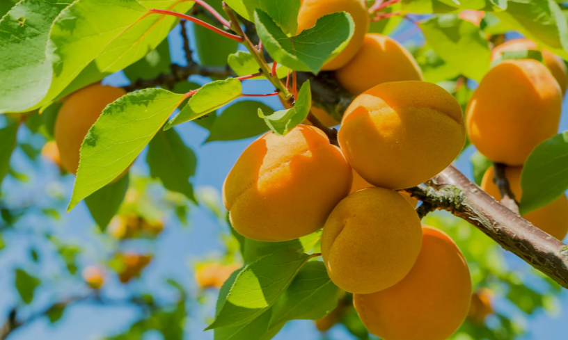 Oranges on a tree