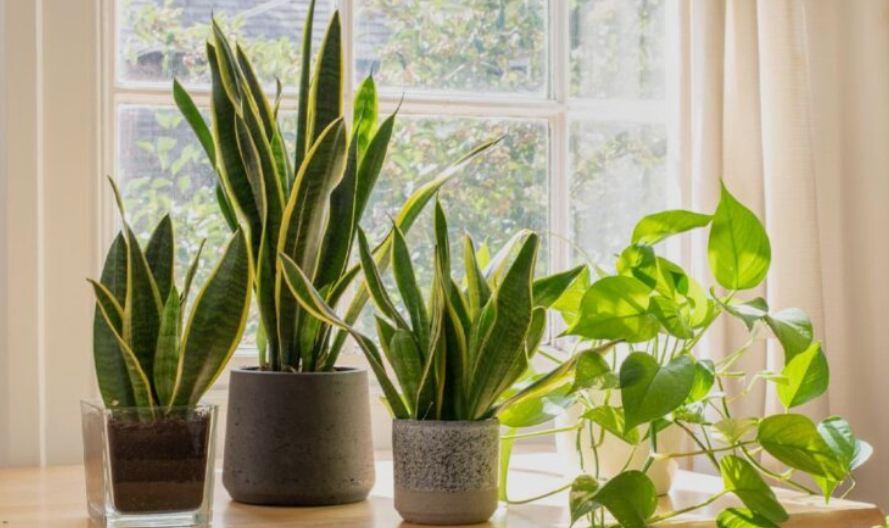 Air purifying plants 