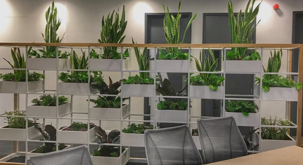 Plants That Can Survive in Office Lighting