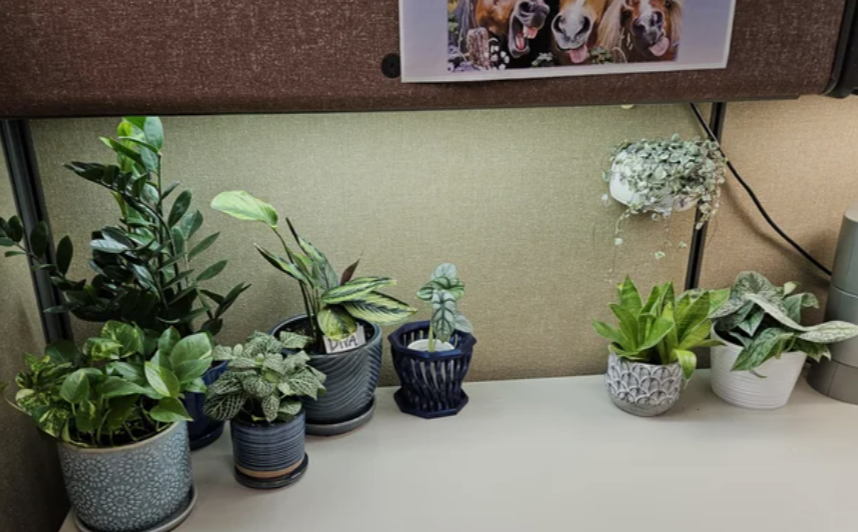 Plants That Can Survive in Office Lighting