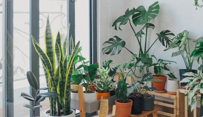 Houseplants