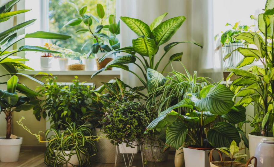 Houseplants
