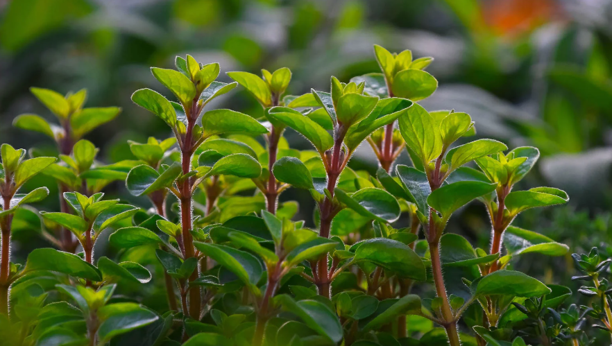 Oregano Plants in a florida garden