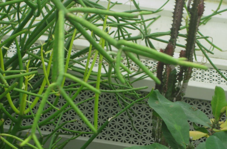 Pencil Cactus