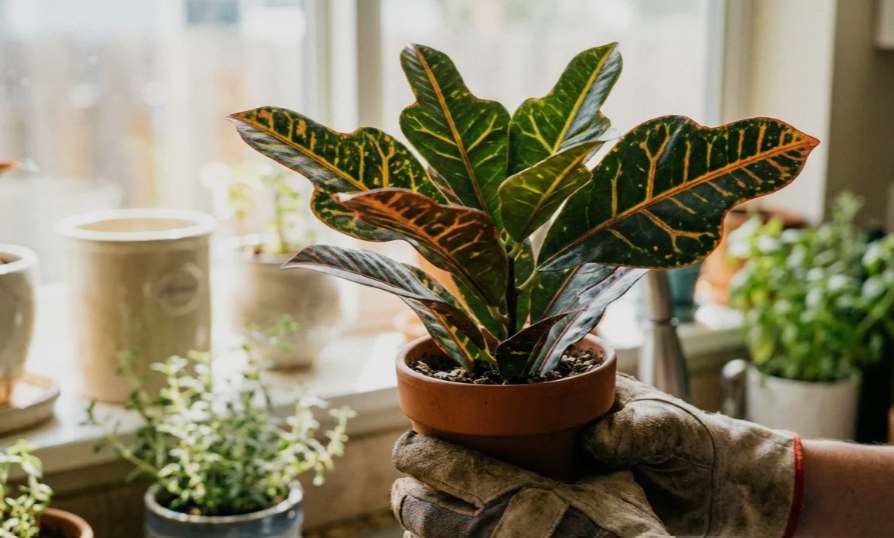 Croton Plant In the container