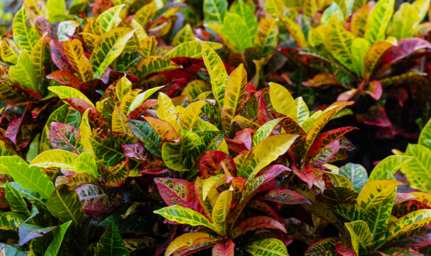 Croton Plants