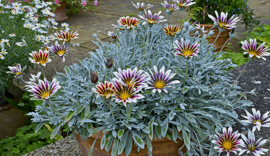 Gazania Daisy
