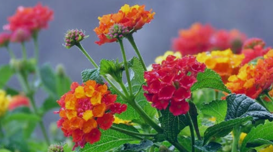 Lantana plant