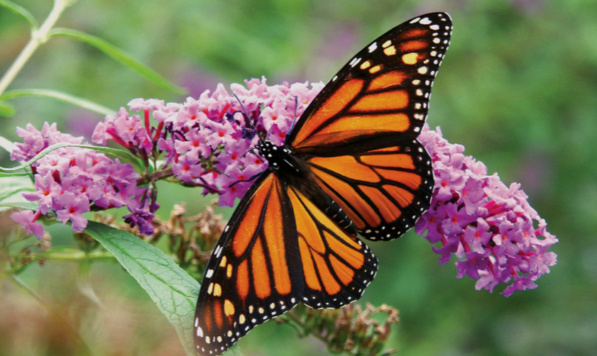 Monarch butterfly