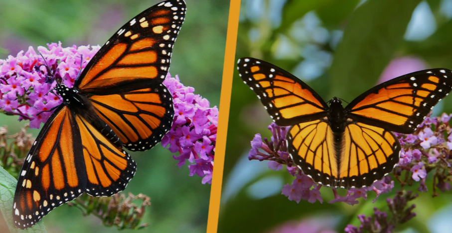 monarch butterflies
