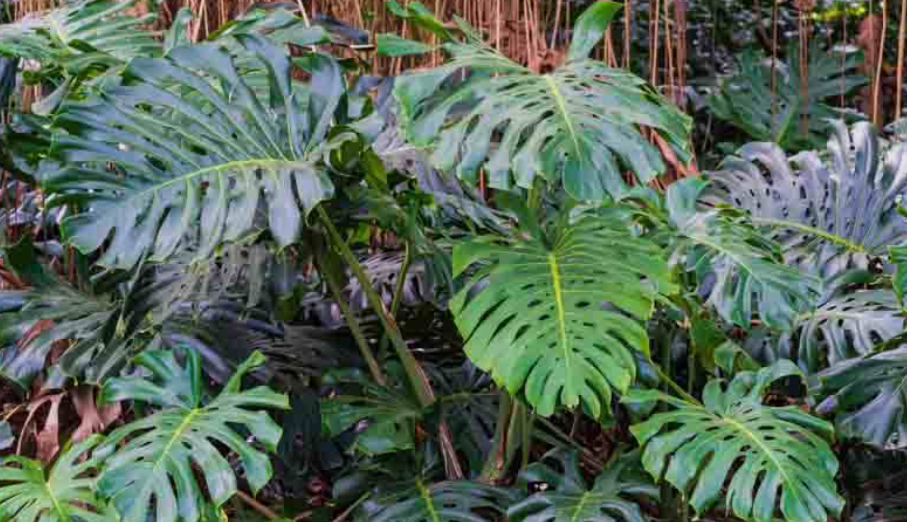 Monstera Plants