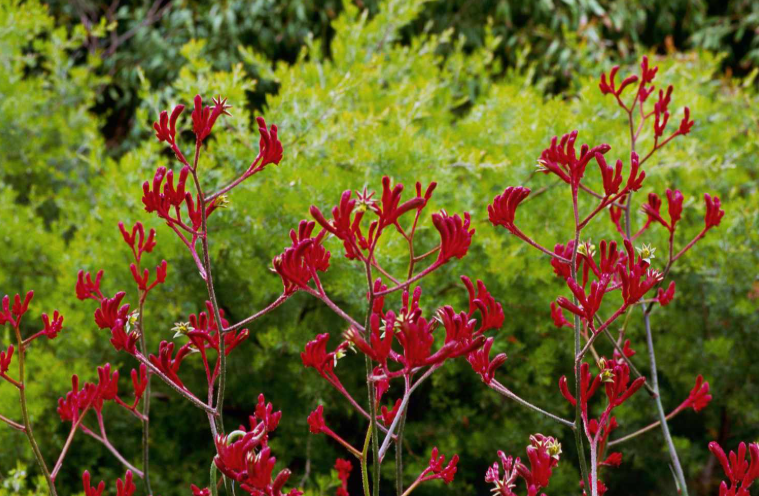 Kangaroo Paw in the Australian Landscape