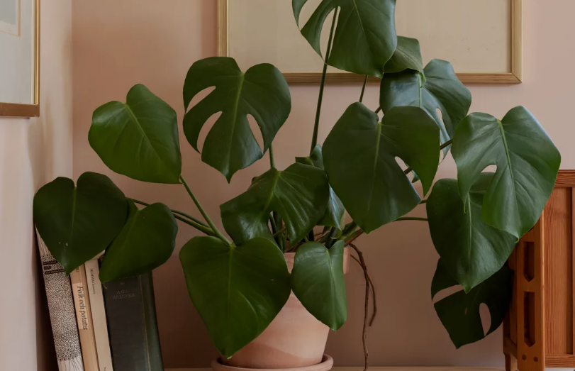Monstera Adansonii