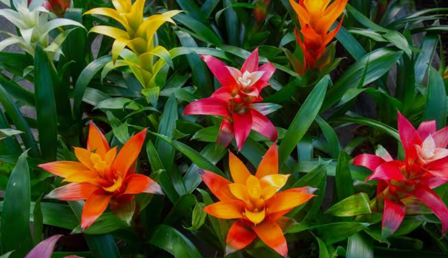Bromeliads plants