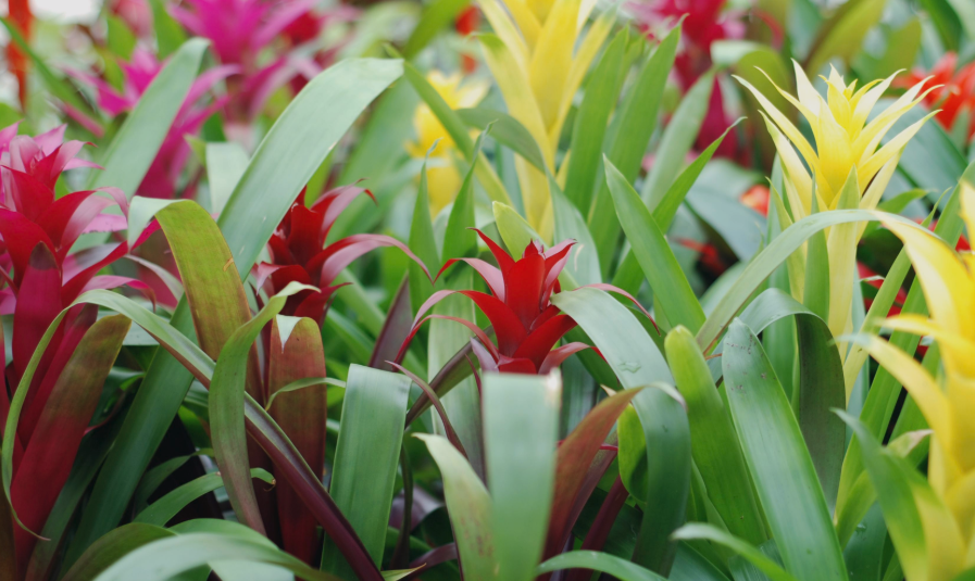 Bromeliads
